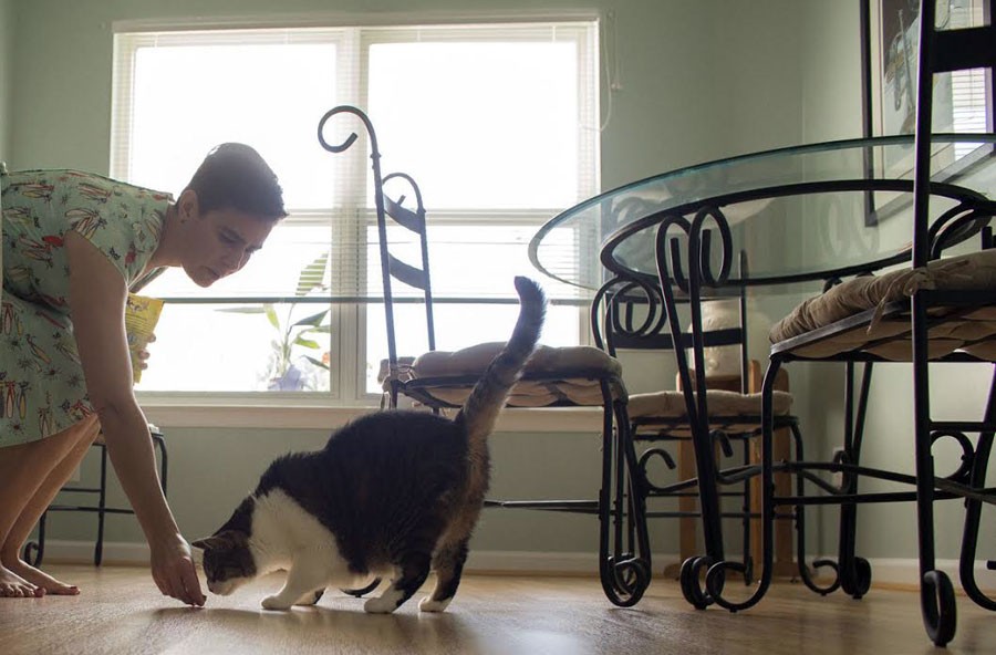 Cat Cafes Coming to Virginia