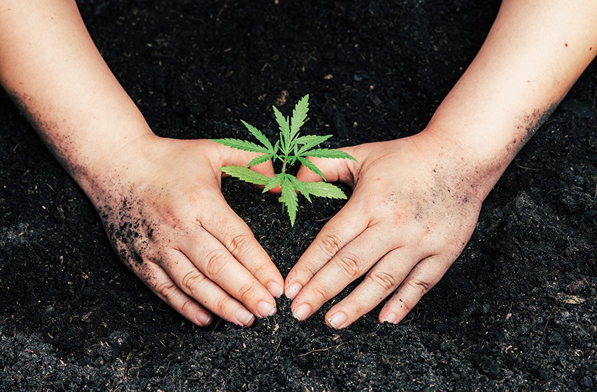 A Cannabis Explainer