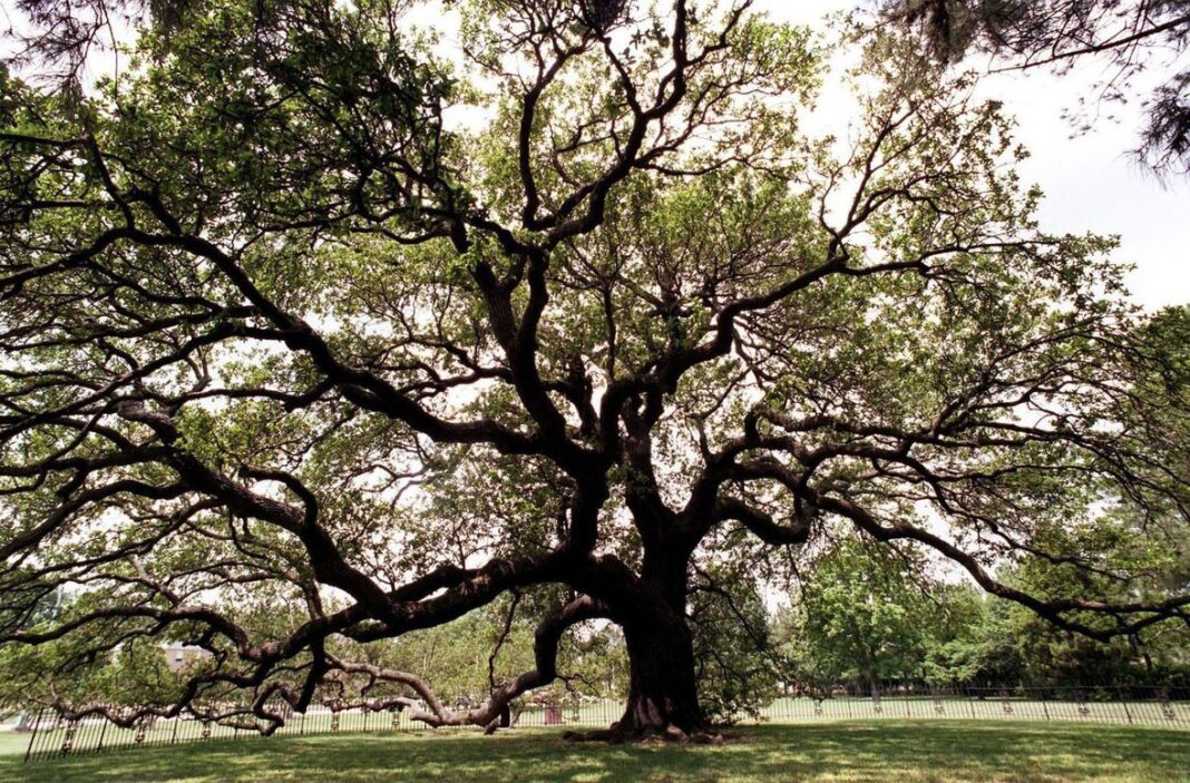 Bill Would Inventory the History of Formerly Enslaved African Americans in Virginia