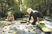 Feature Story: The Roots Above