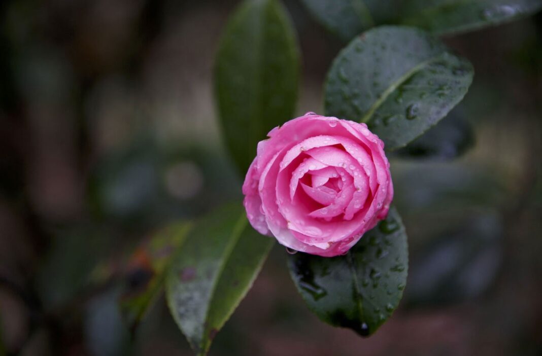 With Careful Picking, These Spring Flowers Can End Up on Your Plate