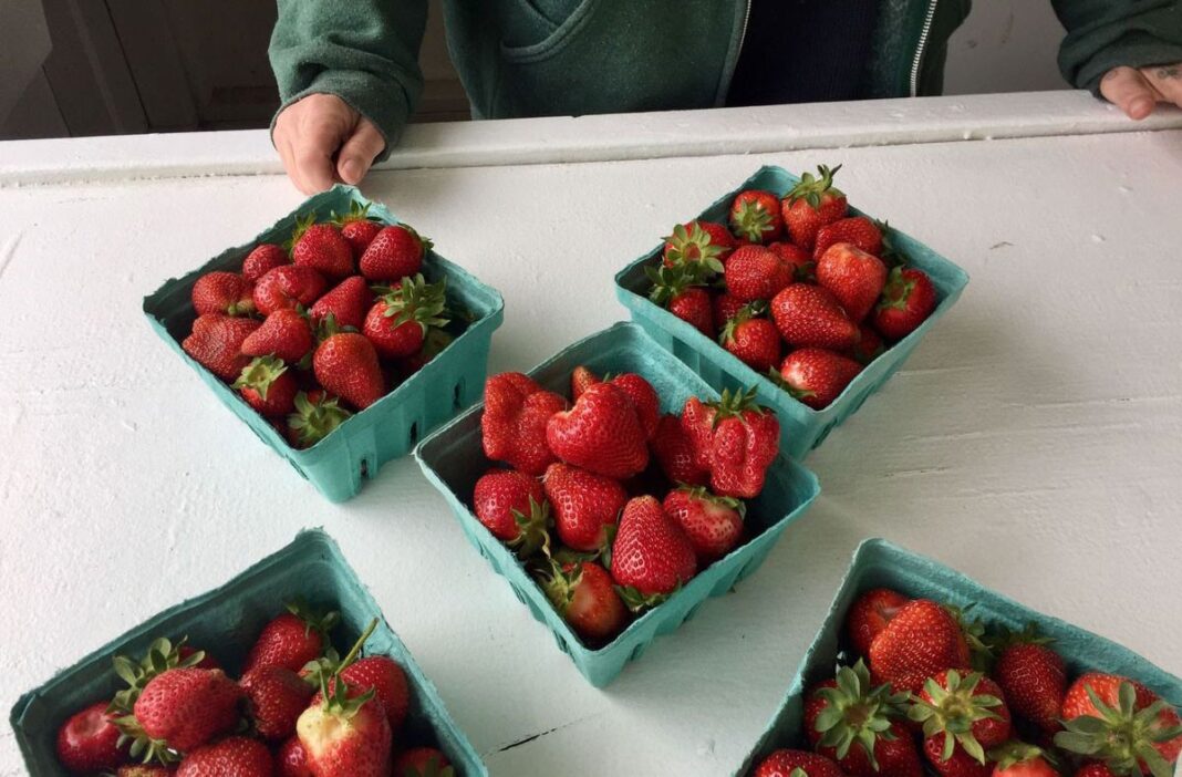 Get Picking, Because This is the Earliest Start to the Strawberry Season in Memory