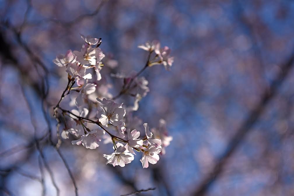 Behind the Photo: River Road Cherry Blossoms