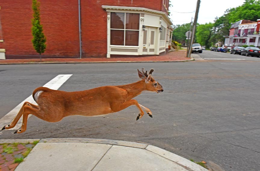 In Union Hill, Deer Go Urban