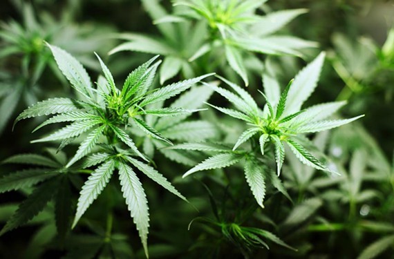 Seven medical cannabis companies appeal Virginia board’s “prejudicial” decision