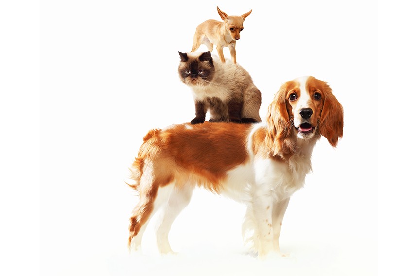 Pet Expo at the Richmond Raceway