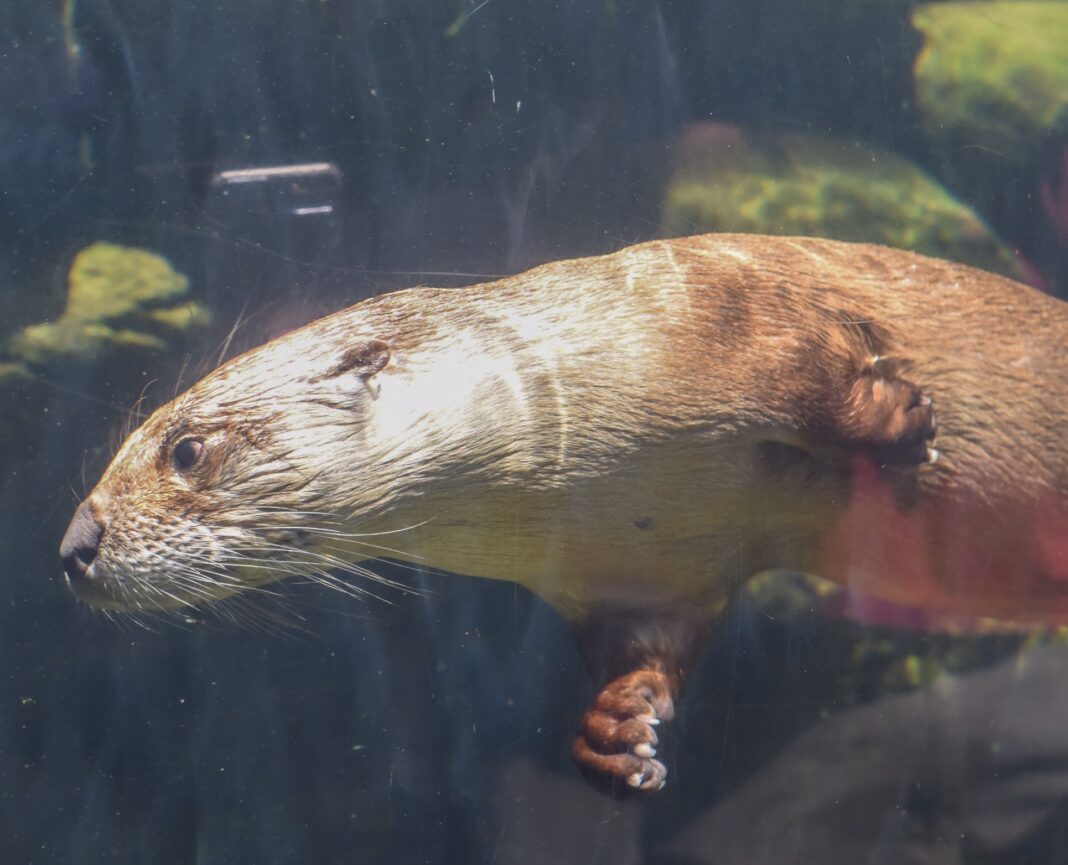 Richmond’s New Significant Otters