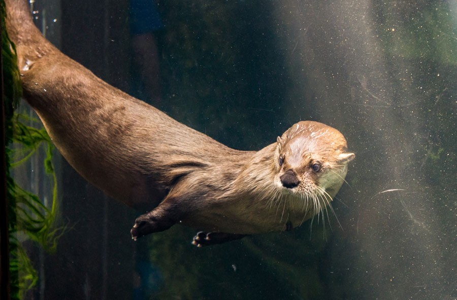 One of Maymont’s Beloved River Otters Has Died