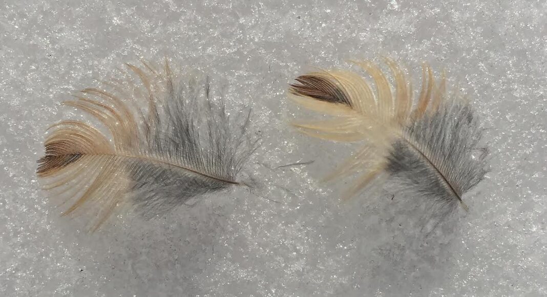 Behind the Photo: Songbird Feathers