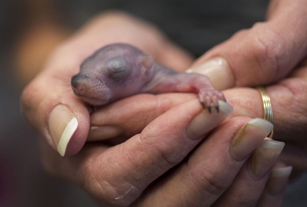 VIDEO: Dozens of Baby Squirrels Fell Out of the Sky in Hampton Roads During Tropical Storm Hermine
