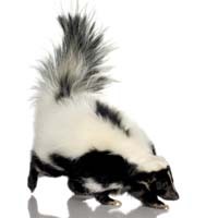 Love Stinks: A Trip Down Skunk Alley