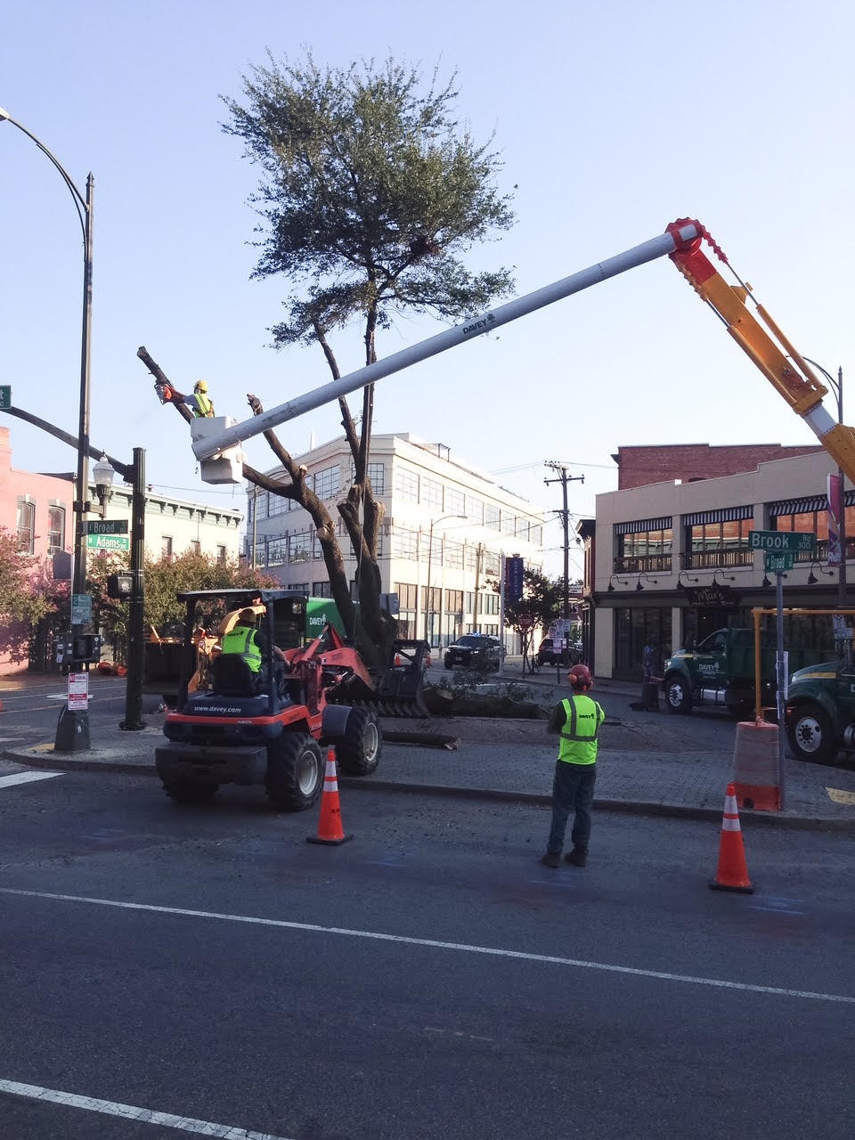 After Long Public Debate, Crew Takes Down Tree at Maggie Walker Memorial Site