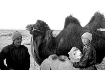 A Festival of Grace and Camels