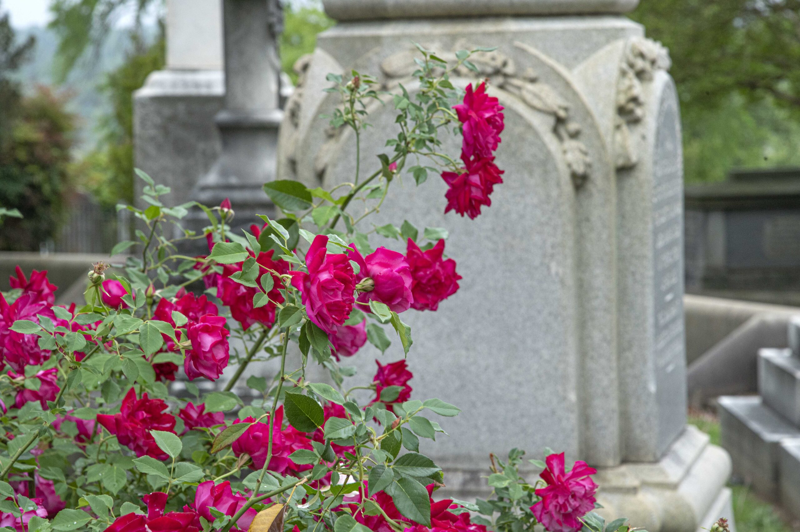 Saving Hollywood's Roses - Style Weekly