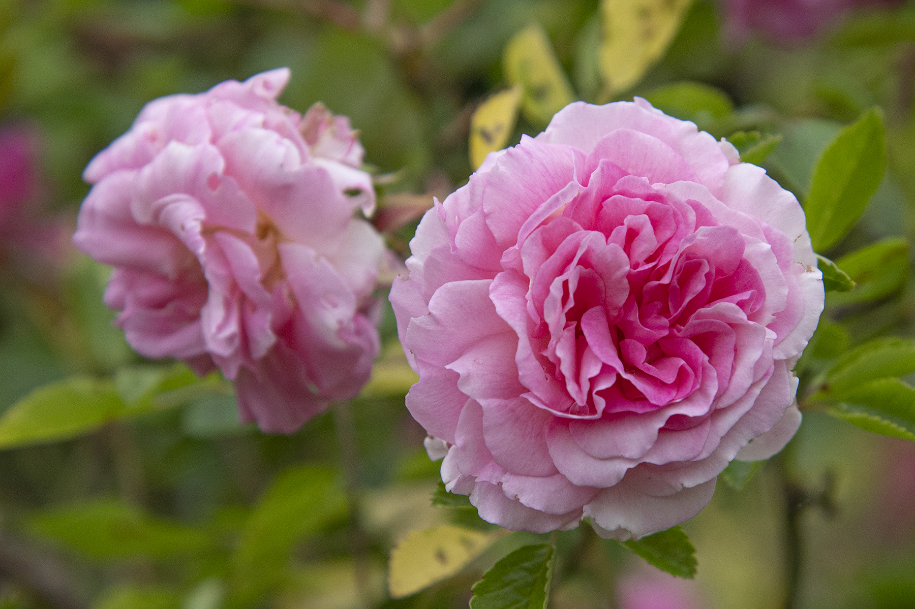 Hilliar Roses Saving Hollywood's Roses - Style Weekly