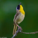 Common Yellowthroat.