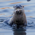 River Otter