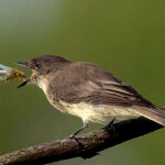 Eastern Phoebe with insect.