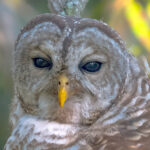 Barred Owl