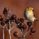 American Goldfinch
