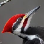Pileated Woodpecker