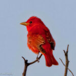 Summer Tanager