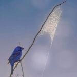 Blue Grosbeak with spiderweb.