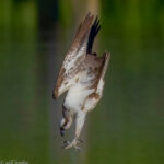 Diving osprey