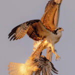 Osprey ambushes a red-shouldered hawk.