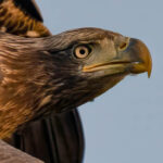 Closeup of a immature bald eagle.