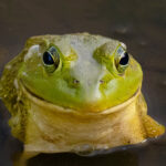 Bullfrog