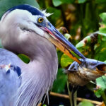 Great blue heron with catfish
