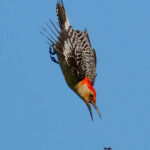 Red-bellied woodpecker diving for an insect.