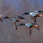 Northern Shovelers