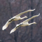 Tundra Swans